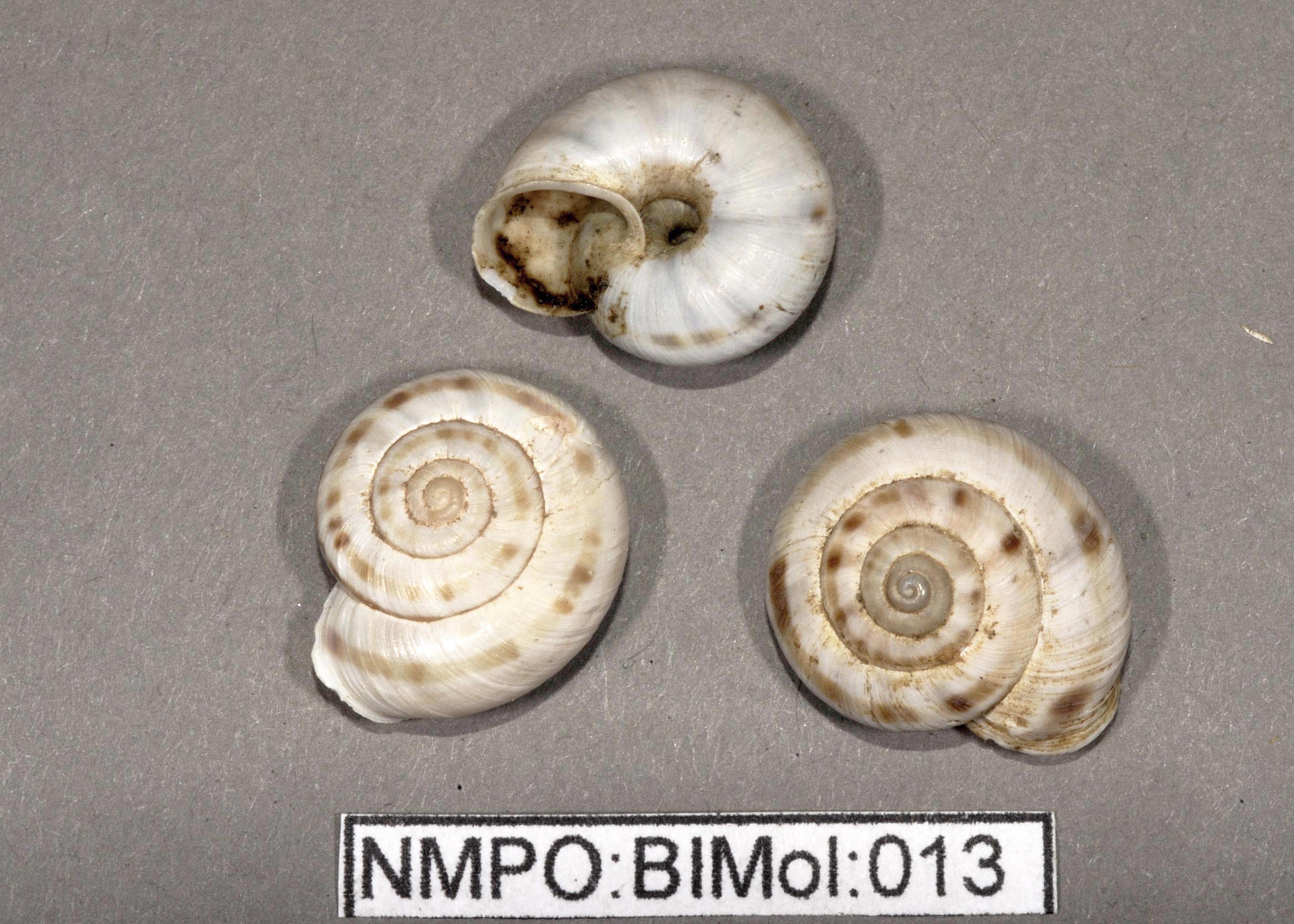 9, Chilostoma intermedium_DSC3821